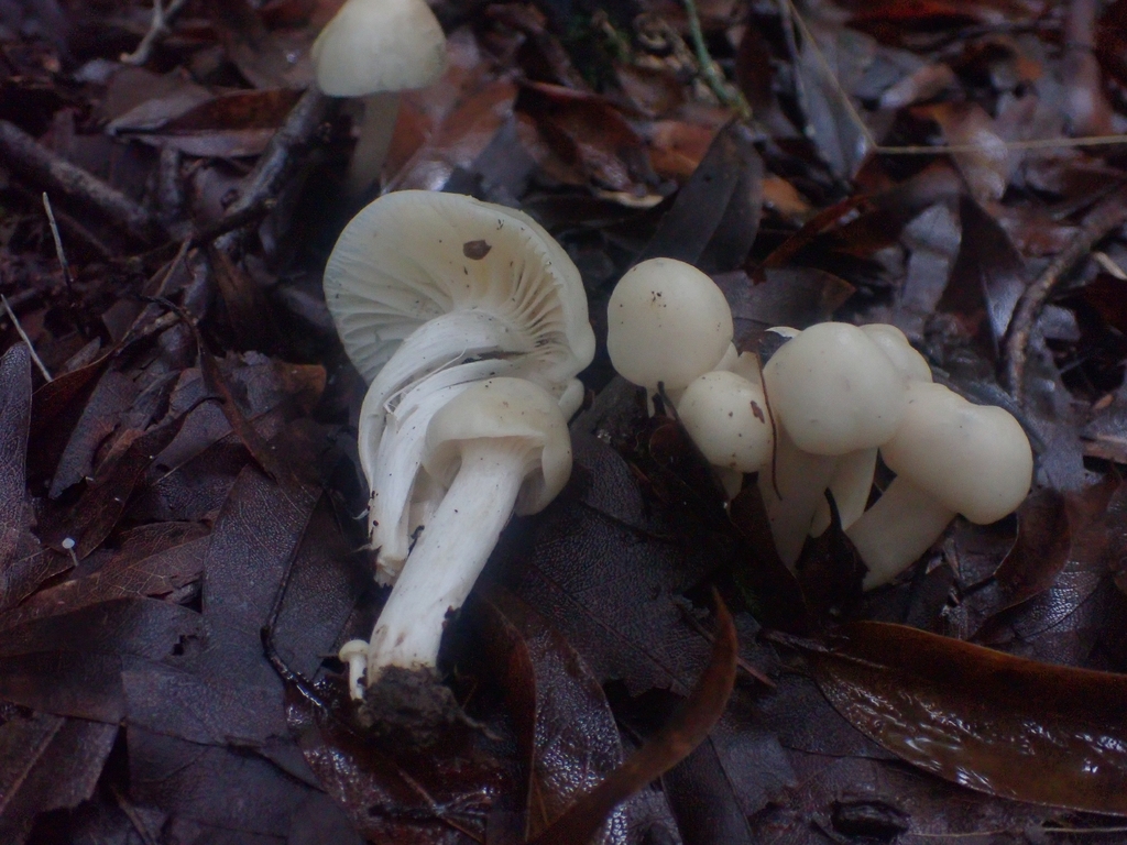Cuphophyllus virgineus · December 2025 · photo: © dgwdoesthings (iNaturalist, cc0)