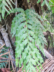 Phlebodium decumanum, photograph (c) Diogo Luiz, some rights reserved (CC BY)