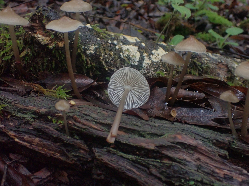 Mycena galericulata · December 2025 · photo: © dgwdoesthings (iNaturalist, cc0)