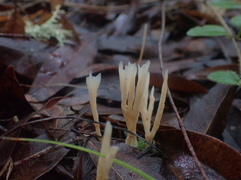 Tremellodendropsis tuberosa · December 2025 · photo: © dgwdoesthings (iNaturalist, cc0)