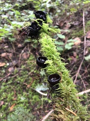 Pseudoplectania melaena