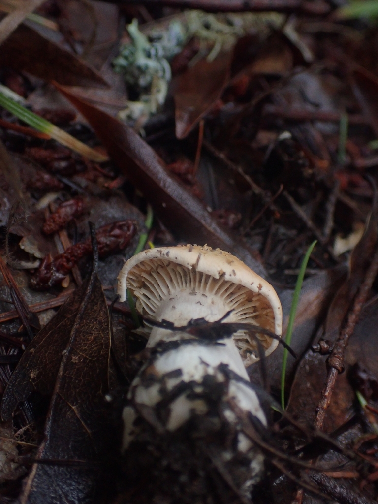 Cuphophyllus pratensis · December 2025 · photo: © dgwdoesthings (iNaturalist, cc0)