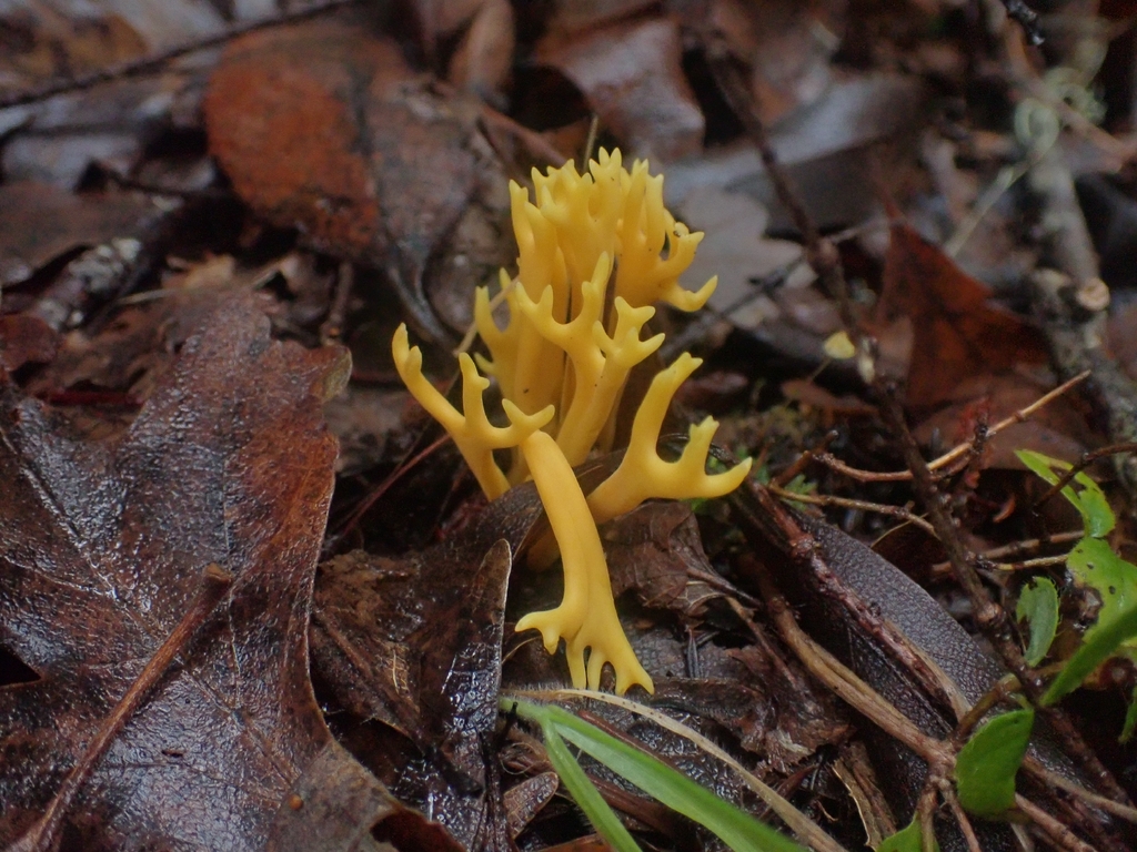 Clavulinopsis corniculata · December 2025 · photo: © dgwdoesthings (iNaturalist, cc0)