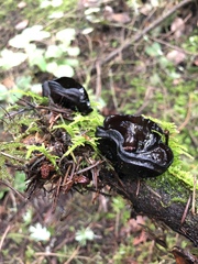 Pseudoplectania melaena
