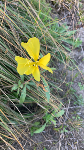 iNaturalist observation photo of tall evening primrose