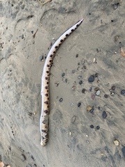 Ophichthus triserialis