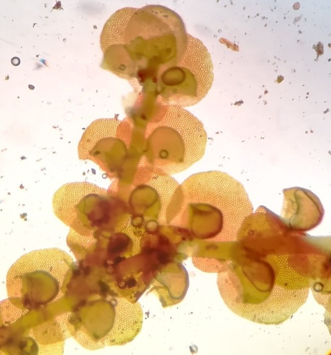 Dilated Scalewort
