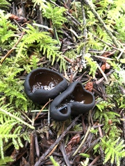 Pseudoplectania melaena