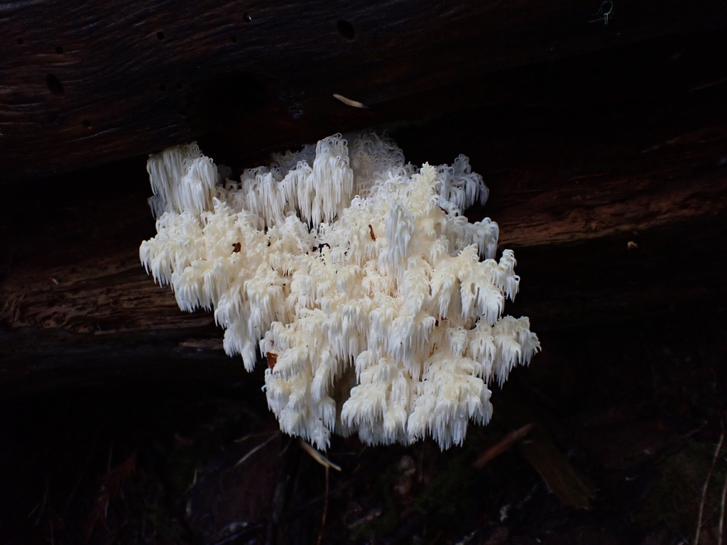 Hericium abietis