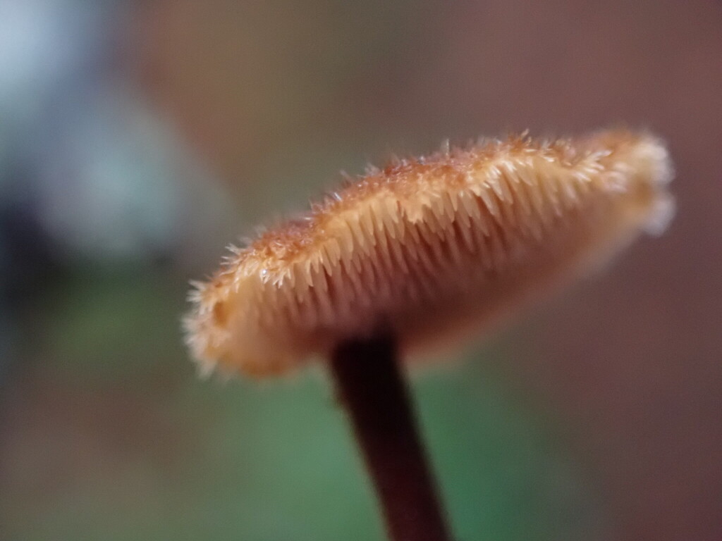 Auriscalpium vulgare · December 2025 · photo: © rambryum (iNaturalist, cc0)