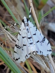 Conchylodes diphteralis