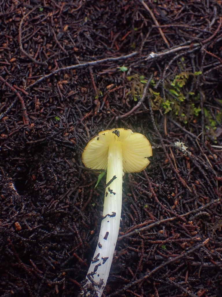 Hygrocybe acutoconica · December 2025 · photo: © dgwdoesthings (iNaturalist, cc0)