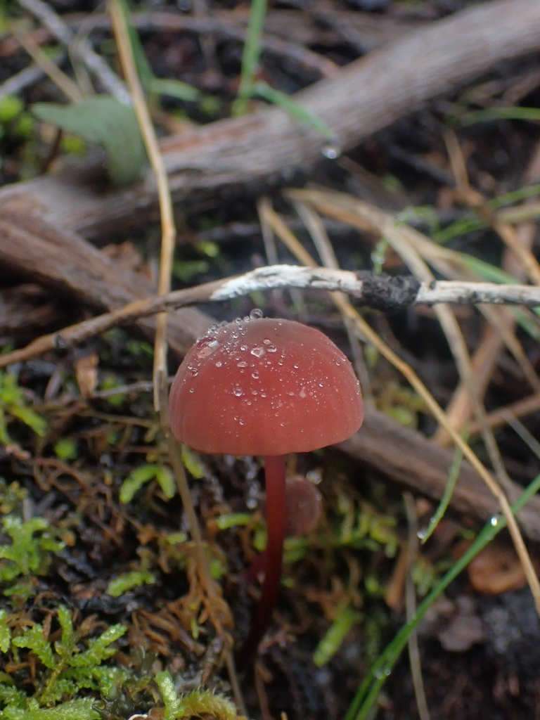 Marasmius plicatulus · December 2025 · photo: © dgwdoesthings (iNaturalist, cc0)