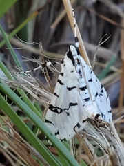 Conchylodes diphteralis