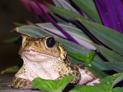 Cuban Caribbean Toad, Peltophryne taladai