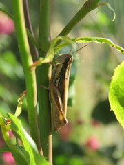 Dichroplus elongatus