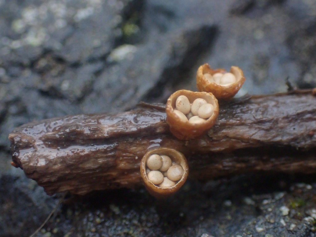 Crucibulum laeve · December 2025 · photo: © dgwdoesthings (iNaturalist, cc0)