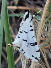 Conchylodes diphteralis