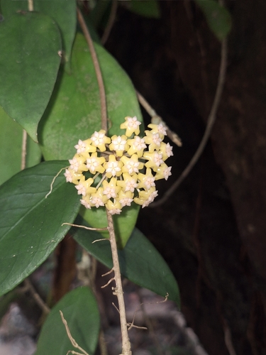 Hoya vitellina Blume 2