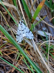 Conchylodes diphteralis