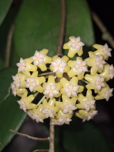 Hoya vitellina Blume 3