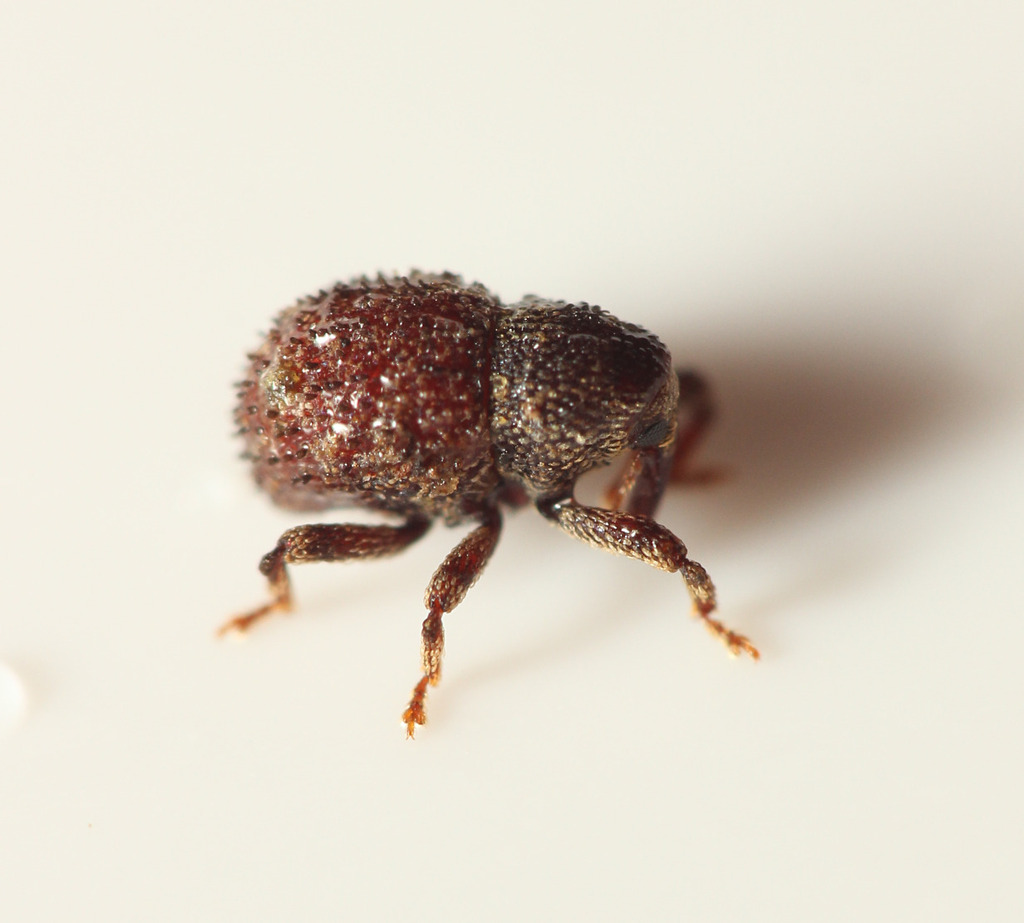 Acalles echinatus