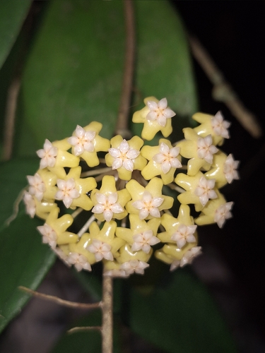 Hoya vitellina Blume 4