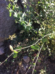 Ceanothus integerrimus macrothyrsus
