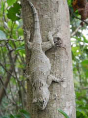Sceloporus melanorhinus