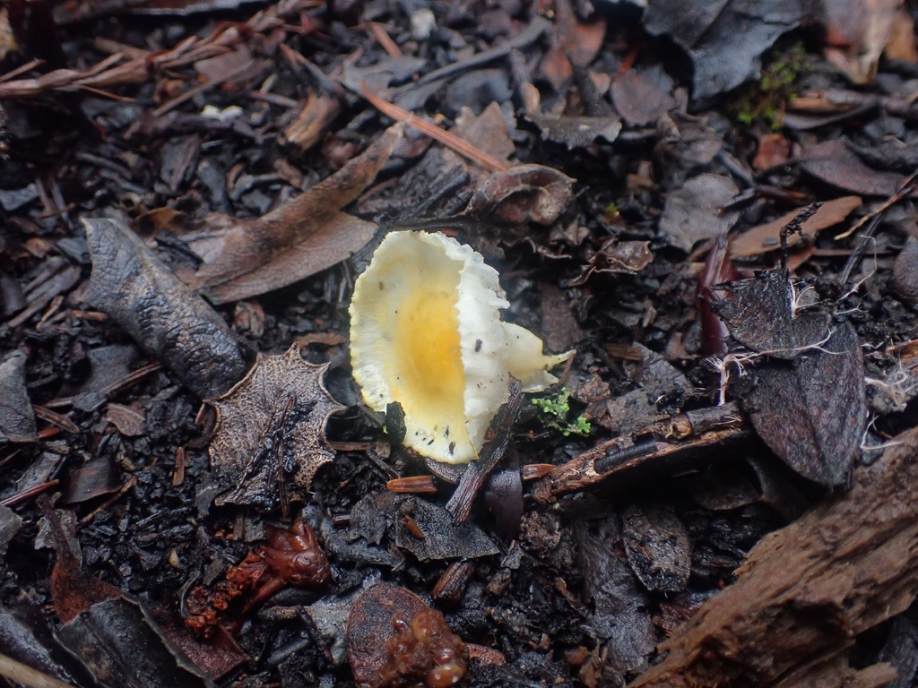 Hygrophorus chrysodon · December 2025 · photo: © dgwdoesthings (iNaturalist, cc0)