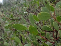 Arctostaphylos bakeri, photograph author not stated, no rights reserved