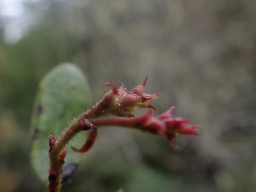 Arctostaphylos bakeri, photograph 6