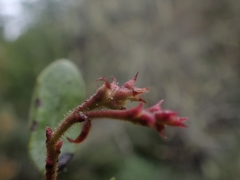 Arctostaphylos bakeri, photograph author not stated, no rights reserved
