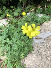 Oxalis pes-caprae