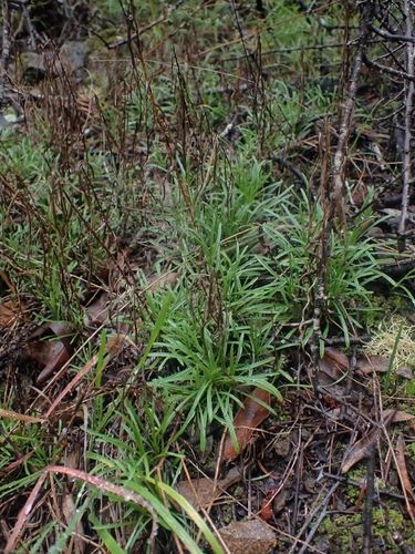 Narrow leaved rayless daisy (Erigeron reductus)