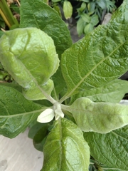 Blumea balsamifera, photograph author not stated, no rights reserved