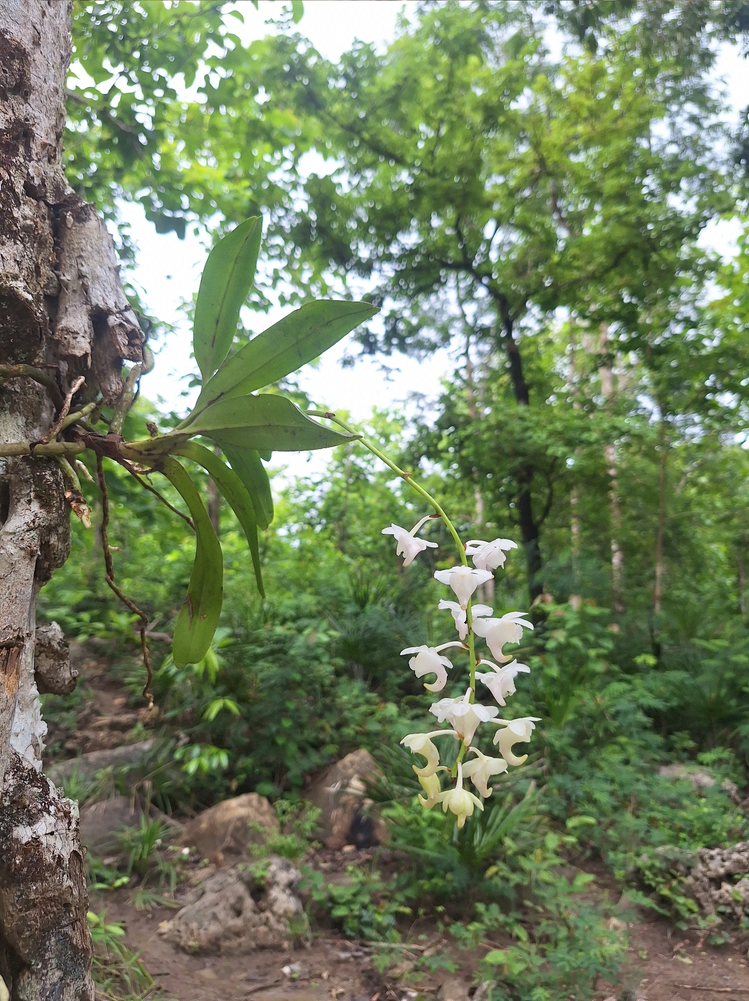 Aerides timorana Miq.