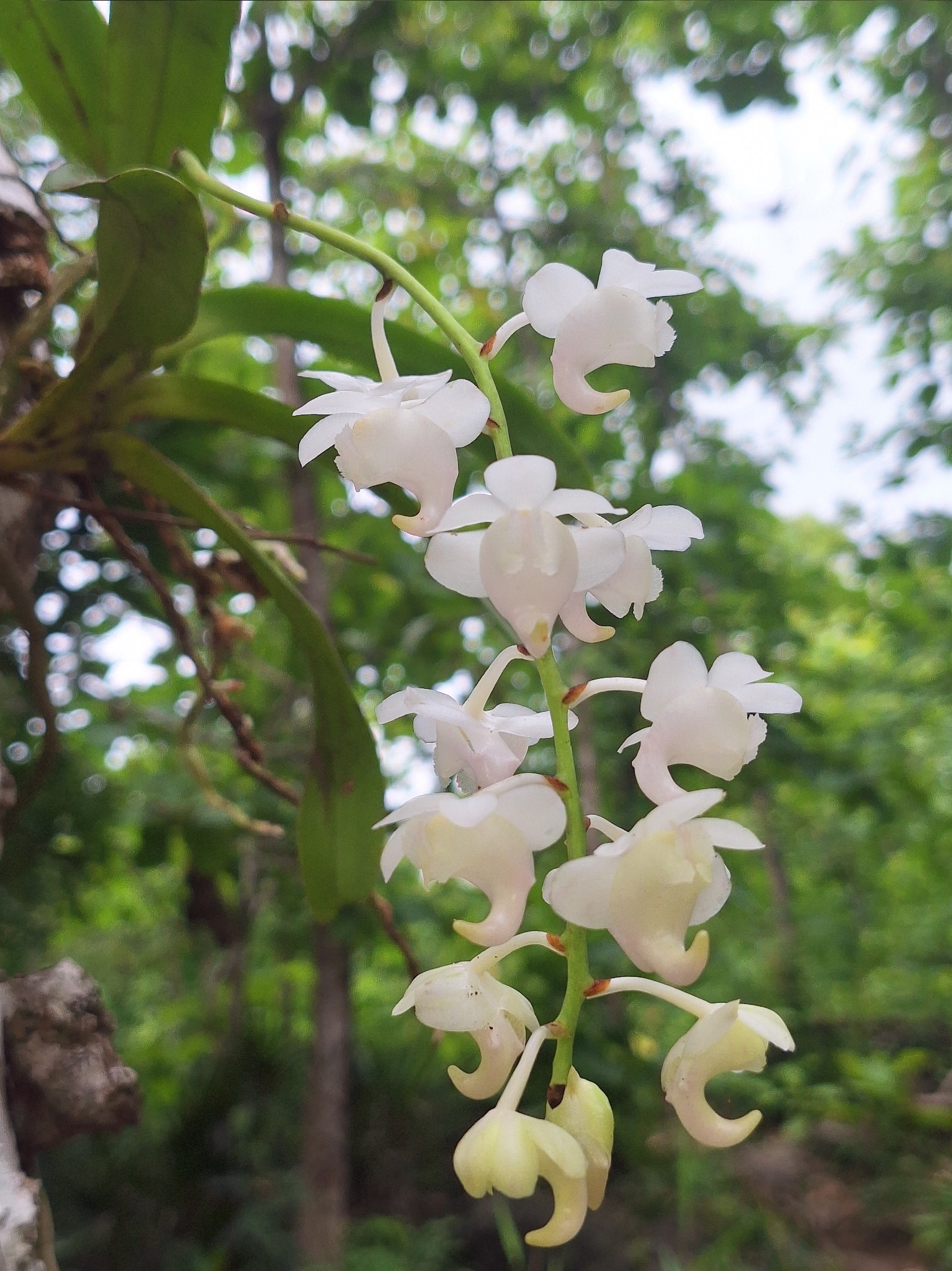 Aerides timorana Miq. 2