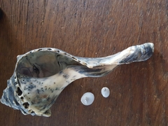 Crepidula plana