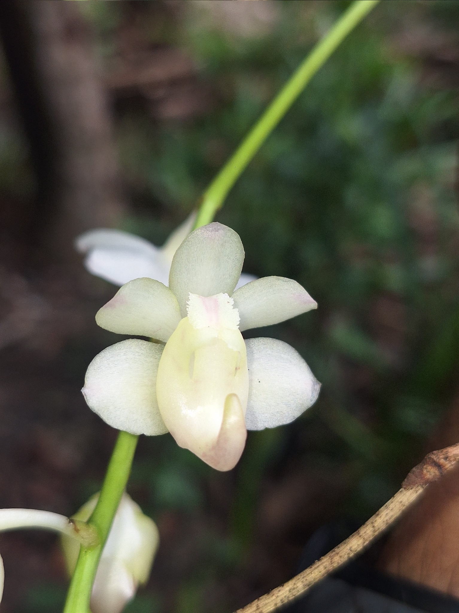 Aerides timorana Miq. 3
