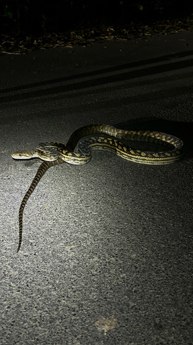 Australian Scrub Python sighting