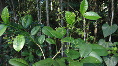 Zanthoxylum petiolare