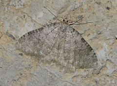 Triphosa sabaudiata