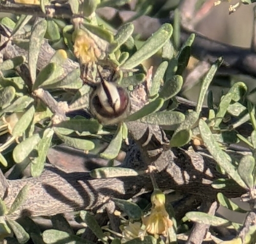 Unknown species found near Tucson, AZ 85743, USA