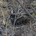 Southern Fiery-necked Nightjar - Photo (c) Jeremy Gilmore, some rights reserved (CC BY), uploaded by Jeremy Gilmore