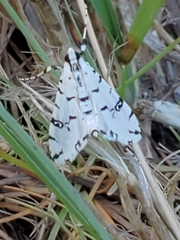 Conchylodes diphteralis