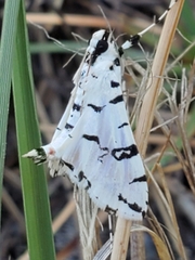Conchylodes diphteralis