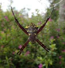 Argiope