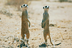 Suricata suricatta