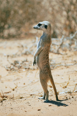 Suricata suricatta